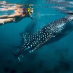 Oslob Whale Shark Watching - What the Experience Means for You