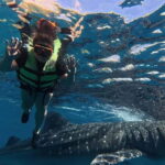 Oslob: Whale Shark Watching Private tour - What Makes This Tour Stand Out