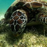 Oslob: Whale Sharks, Inambakan Falls & Moalboal Sardines - What’s Included and What to Keep in Mind