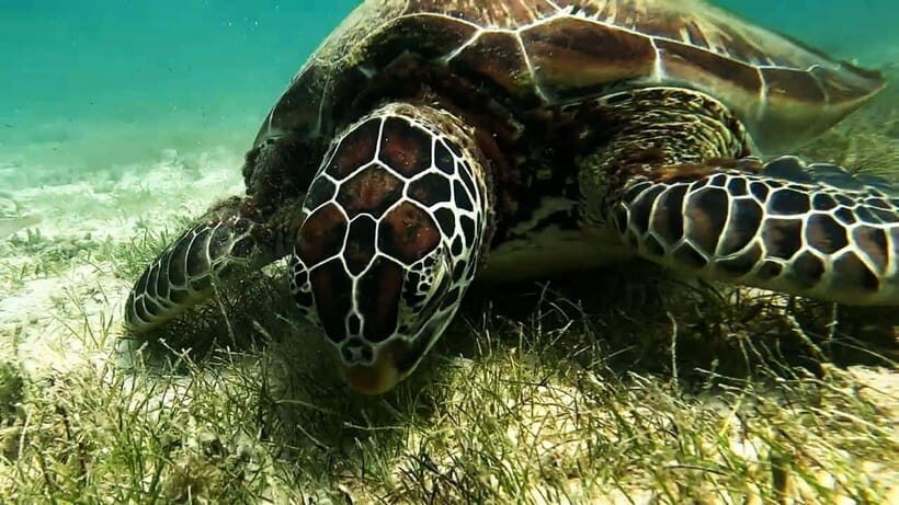 Oslob: Whale Sharks, Inambakan Falls & Moalboal Sardines - What’s Included and What to Keep in Mind