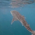 Oslob: Whale Sharks, Tumalog Falls & Sumilon Trio Adventure - What’s Included and What to Keep in Mind