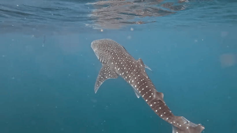 Oslob: Whale Sharks, Tumalog Falls & Sumilon Trio Adventure - What’s Included and What to Keep in Mind