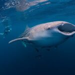 Oslob Whaleshark, Sumilon Sandbar & Tumalog Falls Tour with Lunch - FAQ