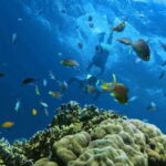 Oslob: Whaleshark Swimming, Inambakan Falls & Moalboal Tour - An In-Depth Look at the Tour Experience