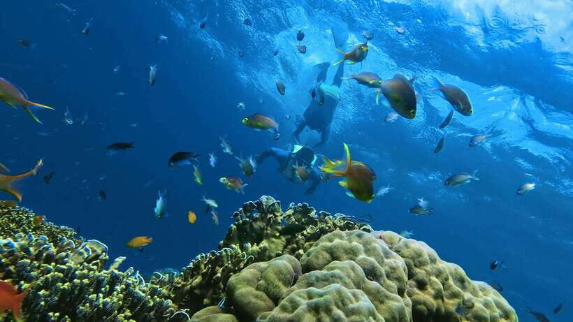 Oslob: Whaleshark Swimming, Inambakan Falls & Moalboal Tour - An In-Depth Look at the Tour Experience