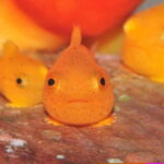 Otaru Aquarium, Ropeway, Cinematic Bus Tour from Sapporo - A Detailed Look at the Tour Experience