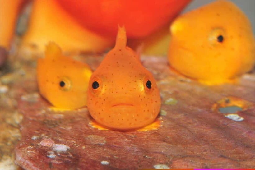 Otaru Aquarium, Ropeway, Cinematic Bus Tour from Sapporo - A Detailed Look at the Tour Experience