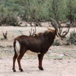 Out of Africa Wildlife Park Admission Ticket - What Makes This Park Stand Out?