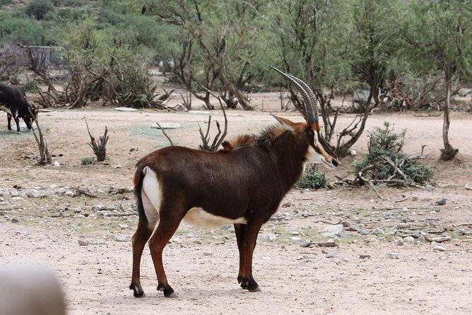 Out of Africa Wildlife Park Admission Ticket - What Makes This Park Stand Out?