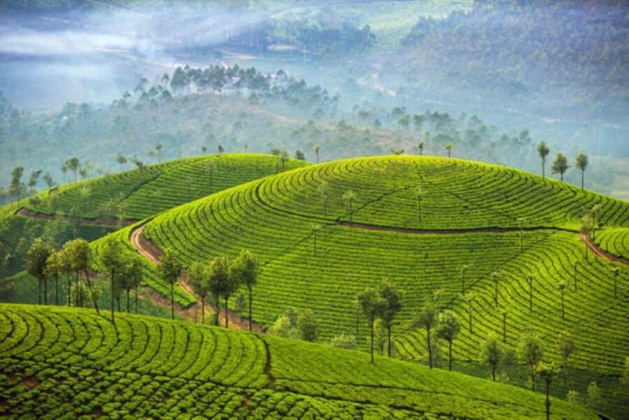 Overnight Munnar Hill Station Tour with Kerala Beauty - What Makes This Tour Valuable