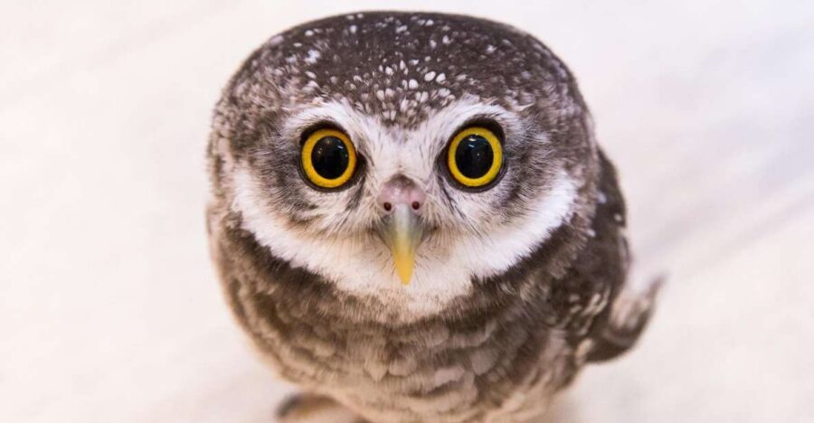 Owl Cafe Tokyo Akiba Fukurou - Practical Tips for Your Visit
