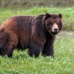Pack Creek Bear Viewing - Final Thoughts