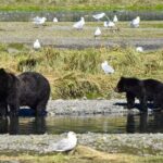 Pack Creek Brown Bear Viewing Juneau - Who Is This Tour Best For?