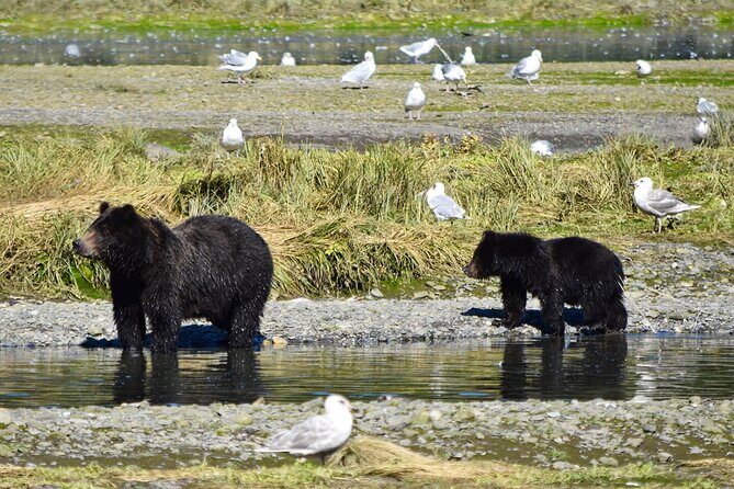 Pack Creek Brown Bear Viewing Juneau - Who Is This Tour Best For?