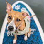 Paddle Board Hale'iwa with Rescue Dogs - Why This Tour Offers Great Value