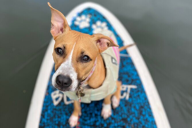 Paddle Board Hale'iwa with Rescue Dogs - Why This Tour Offers Great Value