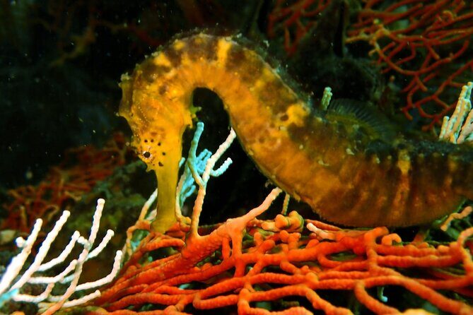 PADI Discover Scuba 2 Times Diving Phuket - What to Expect: A Deep Dive into the Day