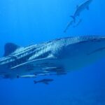 PADI Discover Scuba Dive Experience - Final Thoughts