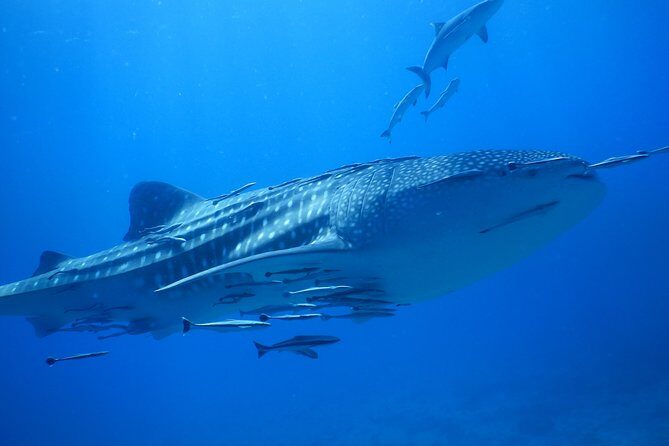 PADI Discover Scuba Dive Experience - Final Thoughts