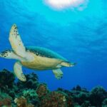 PADI Discover Scuba Diving Program in the Riviera Maya - Who Should Consider This Tour?