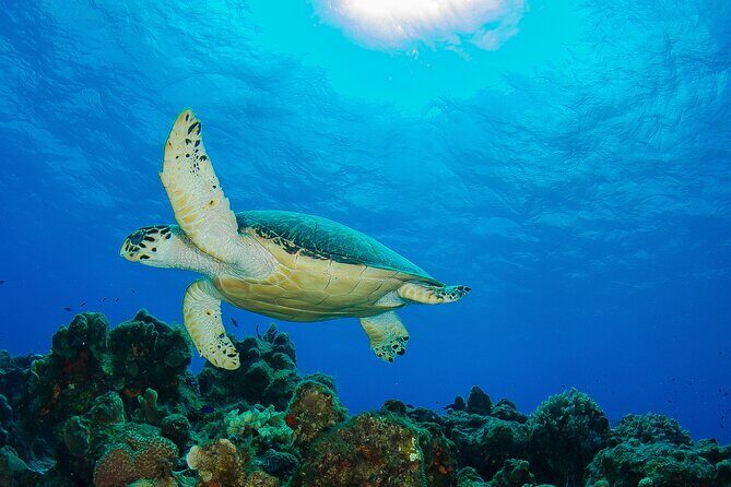 PADI Discover Scuba Diving Program in the Riviera Maya - Who Should Consider This Tour?