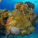 PADI Open Water Diver Course in the Riviera Maya - The Itinerary Breakdown