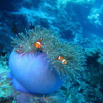 Pamilacan island: Dolphins, snorkel, lunch and walking tour - A Deep Dive into the Pamilacan Experience