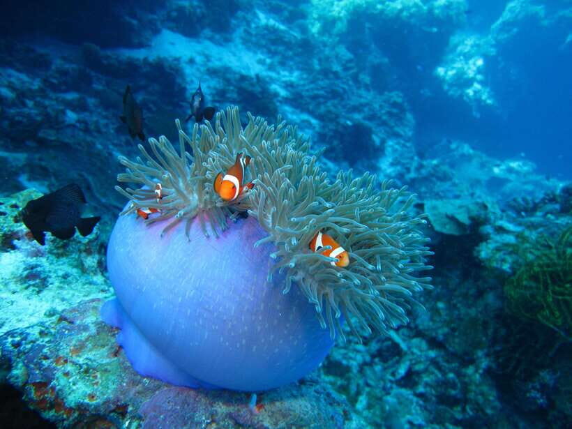 Pamilacan island: Dolphins, snorkel, lunch and walking tour - A Deep Dive into the Pamilacan Experience