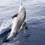 Panama City Beach Dolphin Sightseeing Sail - Authentic Experiences Highlighted in Reviews
