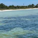 Panama City Beach Florida, Dolphin, Shell Island and Eco Tours - Practical Tips & Considerations