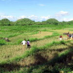 Panglao: Dao, Forests, and Tarsier Sanctuary Tour with Lunch - A Closer Look at the Experience