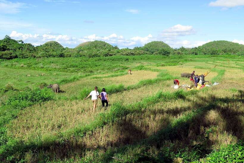 Panglao: Dao, Forests, and Tarsier Sanctuary Tour with Lunch - A Closer Look at the Experience