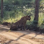 Panna National Park and Tiger Reserve Jeep Safari from Khajuraho - Who Should Consider This Safari?
