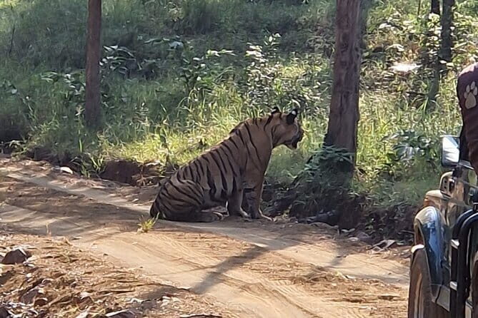 Panna National Park and Tiger Reserve Jeep Safari from Khajuraho - Who Should Consider This Safari?