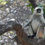 Panna Tiger Reserve Tour from Khajuraho - FAQ