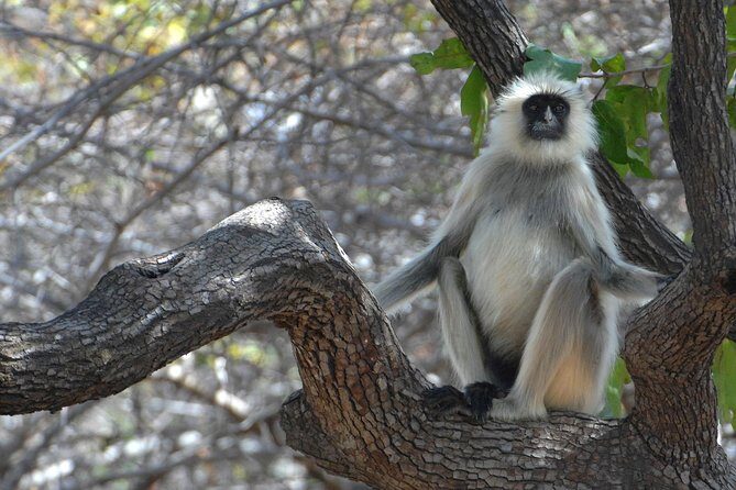 Panna Tiger Reserve Tour from Khajuraho - FAQ