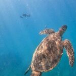 Paradise Honu Morning Snorkeling Tour - FAQs