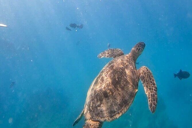 Paradise Honu Morning Snorkeling Tour - FAQs
