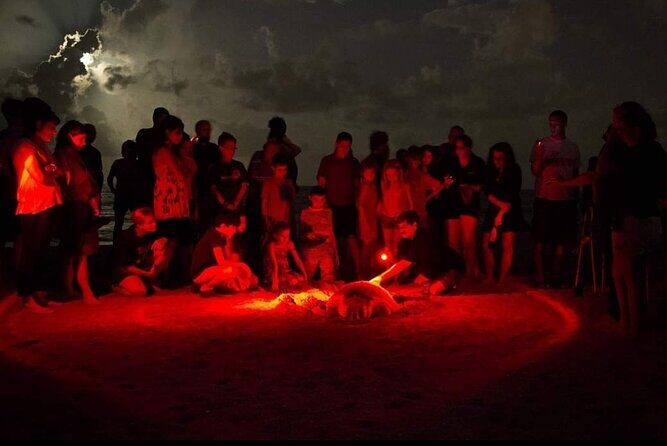 Paradise Turtle Watching Tours - What’s Included and What’s Not