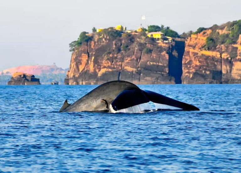 Pasikuda to Trincomalee: Whale & Dolphin Safari + Transport - Key Points