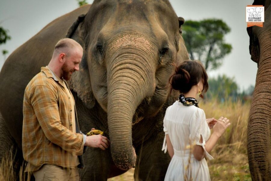 Pattaya: Elephant Jungle Sanctuary Feeding Experience - Deep Dive: Why This Experience Matters