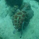 Pattaya PADI Scuba Diving Two Exciting Try Dives with PADI Instructor in Pattaya - The Sum Up: Is It Worth It?