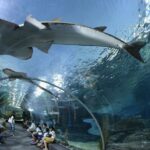 Pattaya Underwater World Tickets with Optional Hotel Pickup - The Sum Up
