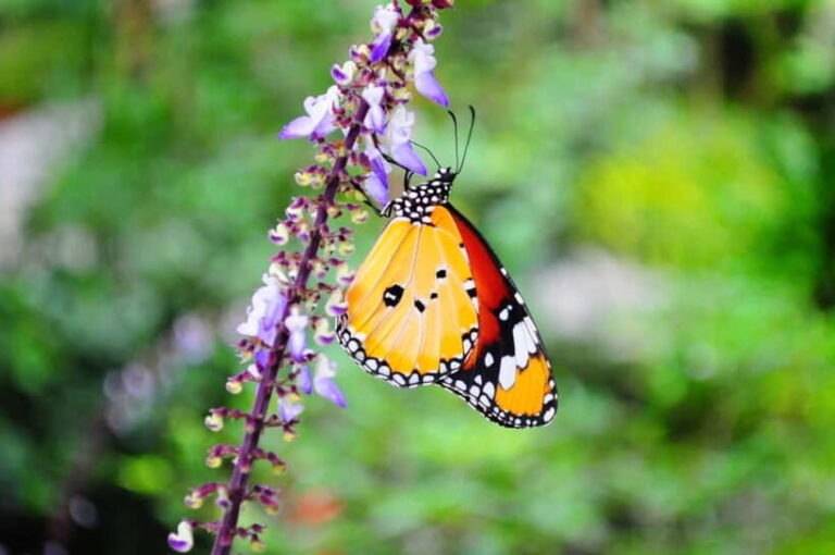 Penang: Entopia General Admission Tickets - Practical Tips for Visiting