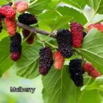 Penang: Tropical Fruit Farm Ticket - An In-Depth Look at the Tropical Fruit Farm Experience