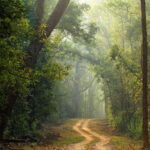 Pench National Park: Skip the Line Access to Jungle Safari - Exploring Pench National Park: What You Can Expect