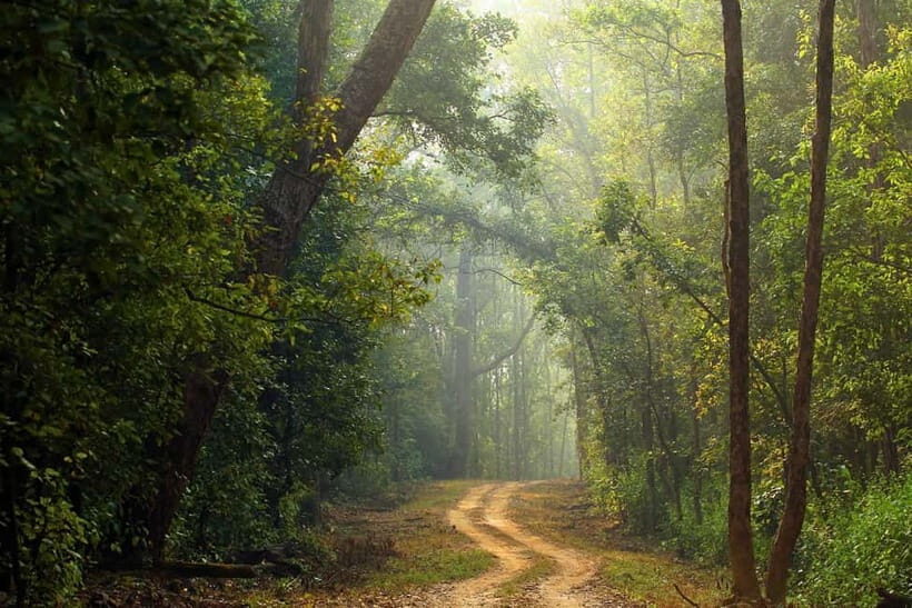 Pench National Park: Skip the Line Access to Jungle Safari - Exploring Pench National Park: What You Can Expect