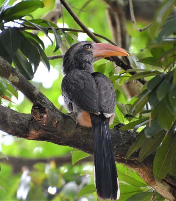 Periyar 02- Days Tour with Nature Walk and Elephant Bath - Who Should Consider This Tour?