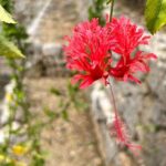 Phantom cafe tour in the Shuri by e-bike - A Detailed Breakdown of the Itinerary