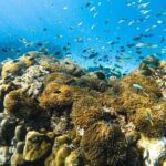 Phi Phi , Khai & Maya : Unforgettable Island Hopping by Speedboat - Who Will Love This Tour?